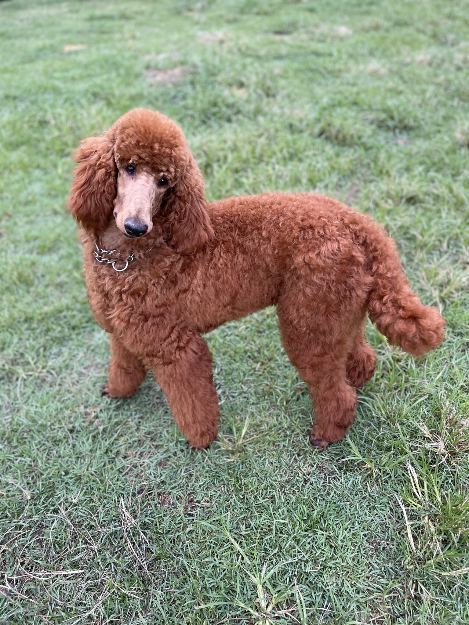 Labradoodles for Adoption Savannah GA CNR Farms