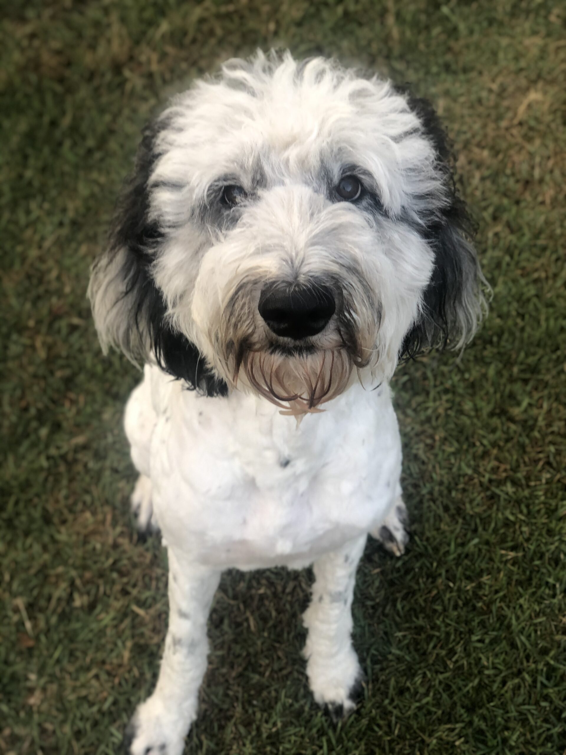 Labradoodles for Adoption - Savannah GA | CNR Farms