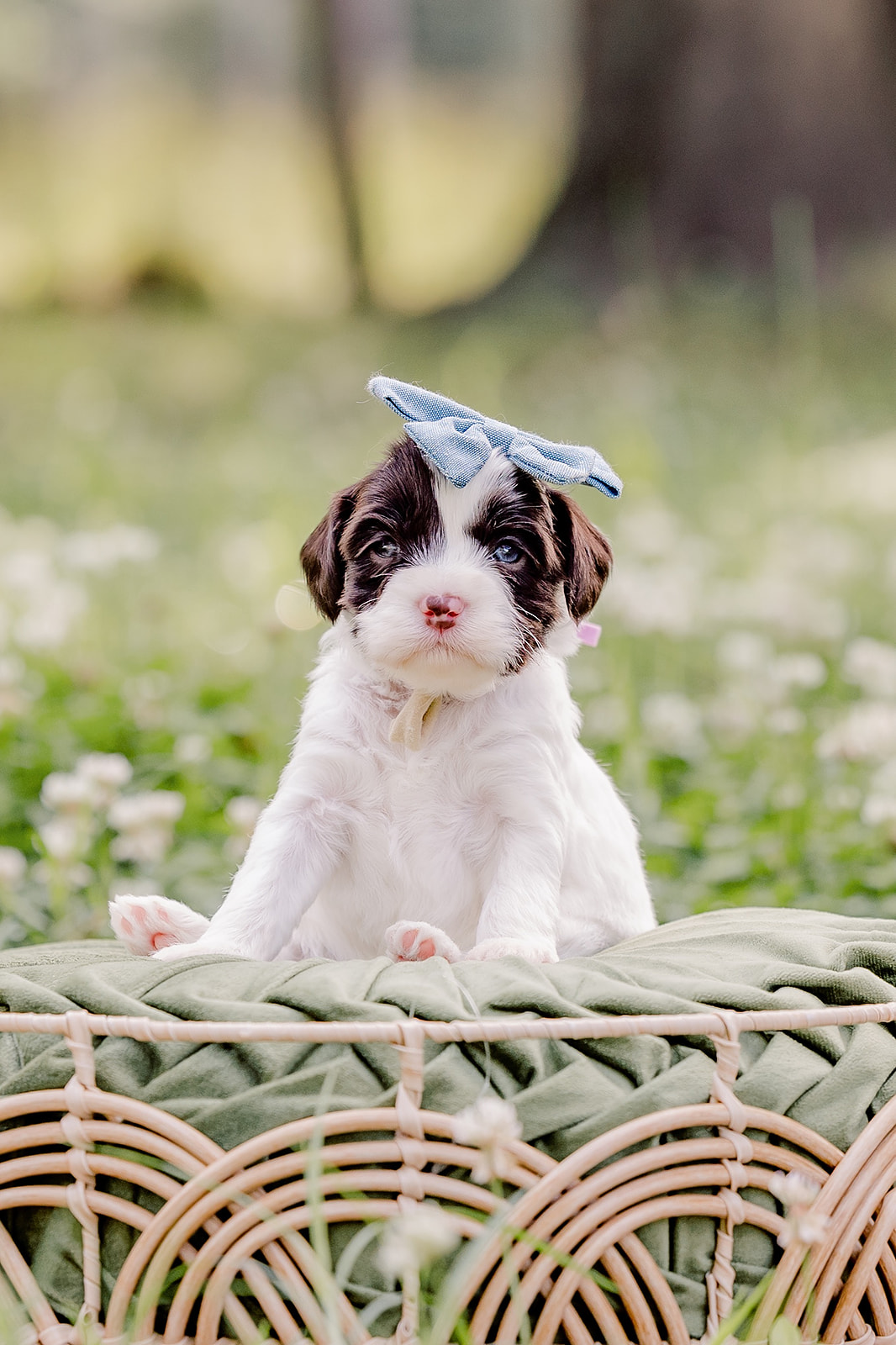 Beneficial Tips on Grooming Your Australian Labradoodle