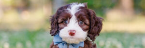 labradoodle puppy sitting in grass