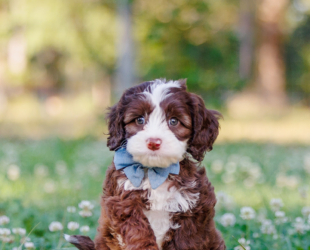 The Health Benefits of Having a Labradoodle for Children and Families