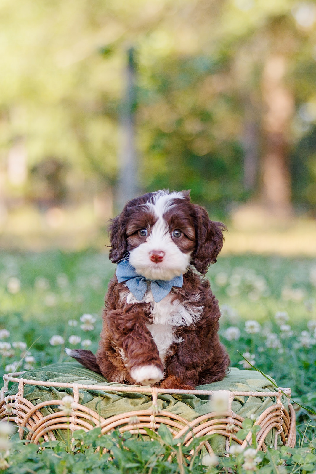 The Health Benefits of Having a Labradoodle for Children and Families